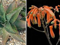 Aloe striata hybr. JLcoll.4872